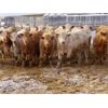 Image 1 : Lamontagne Holdings Inc. - 750# Weaned Steers - 210 Head (Wawota, SK)