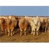 Image 2 : Lamontagne Holdings Inc. - 750# Weaned Steers - 210 Head (Wawota, SK)