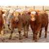 Image 3 : Lamontagne Holdings Inc. - 750# Weaned Steers - 210 Head (Wawota, SK)