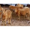 Image 5 : Lamontagne Holdings Inc. - 750# Weaned Steers - 210 Head (Wawota, SK)