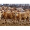 Image 6 : Lamontagne Holdings Inc. - 750# Weaned Steers - 210 Head (Wawota, SK)