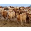 Image 9 : Lamontagne Holdings Inc. - 750# Weaned Steers - 210 Head (Wawota, SK)
