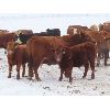 Image 1 : Sentes Farms - 650# Steer Calves - 70 Head (Raymore, SK)