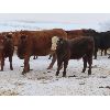 Image 2 : Sentes Farms - 650# Steer Calves - 70 Head (Raymore, SK)