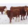 Image 3 : Sentes Farms - 650# Steer Calves - 70 Head (Raymore, SK)