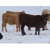 Image 4 : Sentes Farms - 650# Steer Calves - 70 Head (Raymore, SK)