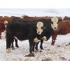 Image 6 : Sentes Farms - 650# Steer Calves - 70 Head (Raymore, SK)