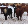 Image 7 : Sentes Farms - 650# Steer Calves - 70 Head (Raymore, SK)