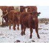 Image 8 : Sentes Farms - 650# Steer Calves - 70 Head (Raymore, SK)