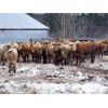 Image 7 : Fridlington Family - 975# Steers - 26 Head (Kersley, BC)