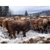 Image 3 : Fridlington Family - 945# Heifers - 37 Head (Kersley, BC)