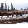 Image 4 : Fridlington Family - 945# Heifers - 37 Head (Kersley, BC)