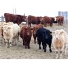 Image 1 : Martee Farm & Ranch - 705# Weaned Steers - 82 Head (Midale, SK)