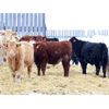 Image 2 : Martee Farm & Ranch - 705# Weaned Steers - 82 Head (Midale, SK)