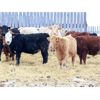 Image 4 : Martee Farm & Ranch - 705# Weaned Steers - 82 Head (Midale, SK)