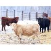 Image 5 : Martee Farm & Ranch - 705# Weaned Steers - 82 Head (Midale, SK)