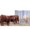 Image 6 : Martee Farm & Ranch - 705# Weaned Steers - 82 Head (Midale, SK)
