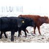 Image 3 : Martee Farm & Ranch - 580# Weaned Steers - 102 Head (Midale, SK)