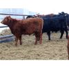 Image 4 : Martee Farm & Ranch - 580# Weaned Steers - 102 Head (Midale, SK)