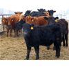 Image 5 : Martee Farm & Ranch - 580# Weaned Steers - 102 Head (Midale, SK)