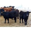 Image 6 : Martee Farm & Ranch - 580# Weaned Steers - 102 Head (Midale, SK)