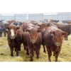 Image 1 : Jeff & Bonnie Resch - 700# Weaned Steers - 89 Head (Leader, SK)