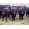 Image 2 : Jeff & Bonnie Resch - 700# Weaned Steers - 89 Head (Leader, SK)
