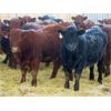 Image 3 : Jeff & Bonnie Resch - 700# Weaned Steers - 89 Head (Leader, SK)