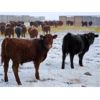 Image 4 : Jeff & Bonnie Resch - 700# Weaned Steers - 89 Head (Leader, SK)