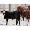 Image 5 : Jeff & Bonnie Resch - 700# Weaned Steers - 89 Head (Leader, SK)
