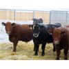 Image 6 : Jeff & Bonnie Resch - 700# Weaned Steers - 89 Head (Leader, SK)