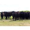 Image 1 : Right Cross Ranch - 1050# Grass Steers - 57 Head (Kisbey, SK)