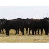 Image 2 : Right Cross Ranch - 1050# Grass Steers - 57 Head (Kisbey, SK)