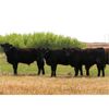 Image 5 : Right Cross Ranch - 1050# Grass Steers - 57 Head (Kisbey, SK)