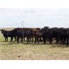 Image 6 : Right Cross Ranch - 1050# Grass Steers - 57 Head (Kisbey, SK)