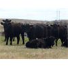 Image 5 : Right Cross Ranch - 950# Grass Steers - 65 Head (Kisbey, SK)
