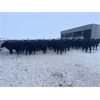 Image 1 : Doug & David Vollmer - 662# Weaned Steers - 90 Head (Loreburn, SK)