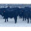 Image 2 : Doug & David Vollmer - 662# Weaned Steers - 90 Head (Loreburn, SK)
