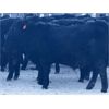 Image 4 : Doug & David Vollmer - 662# Weaned Steers - 90 Head (Loreburn, SK)
