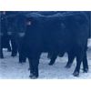 Image 5 : Doug & David Vollmer - 662# Weaned Steers - 90 Head (Loreburn, SK)