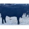 Image 6 : Doug & David Vollmer - 662# Weaned Steers - 90 Head (Loreburn, SK)