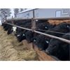 Image 1 : Dalrymple Enterprises - 605# Weaned Steers - 100 Head (Elie, MB)