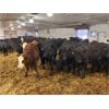 Image 2 : Dalrymple Enterprises - 605# Weaned Steers - 100 Head (Elie, MB)