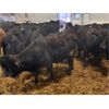 Image 3 : Dalrymple Enterprises - 605# Weaned Steers - 100 Head (Elie, MB)