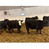 Image 5 : Dalrymple Enterprises - 605# Weaned Steers - 100 Head (Elie, MB)