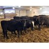 Image 6 : Dalrymple Enterprises - 605# Weaned Steers - 100 Head (Elie, MB)