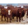 Image 2 : RBD Ranch - 900# Weaned Steers - 70 Head (Milestone, SK)