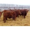 Image 3 : RBD Ranch - 900# Weaned Steers - 70 Head (Milestone, SK)