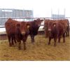 Image 4 : RBD Ranch - 900# Weaned Steers - 70 Head (Milestone, SK)