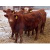 Image 5 : RBD Ranch - 900# Weaned Steers - 70 Head (Milestone, SK)